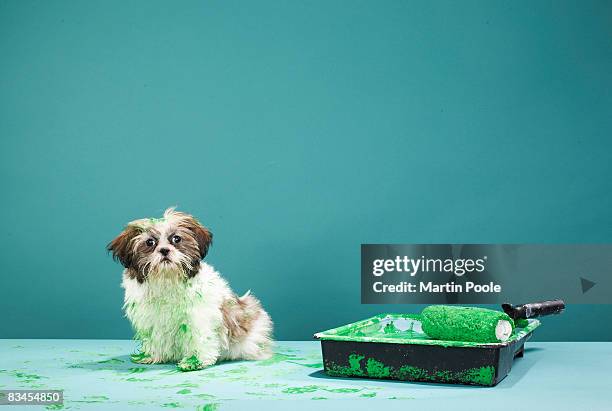 puppy covered in green paint from paint tray - dirty feet stock-fotos und bilder