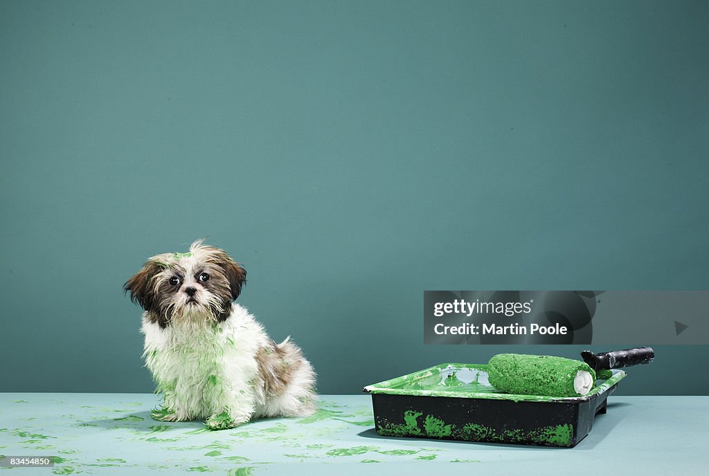 Puppy covered in green paint from paint tray
