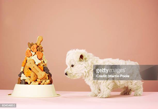 puppy looking at pile of biscuits in dog bowl - dog food stock pictures, royalty-free photos & images