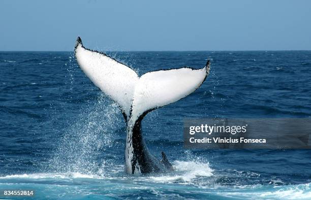 whale tail 5 - whale fotografías e imágenes de stock