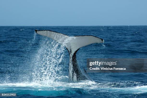 whale tail 4 - identification chart stock pictures, royalty-free photos & images