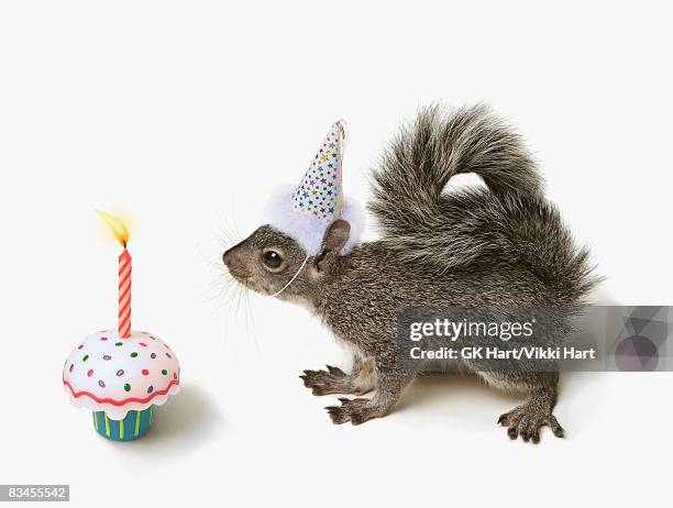 squirrel wearing party hat blowing out candle  - birthday cake white background stock pictures, royalty-free photos & images