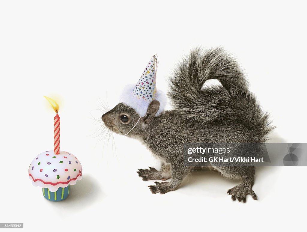 Squirrel wearing Party Hat blowing out candle 