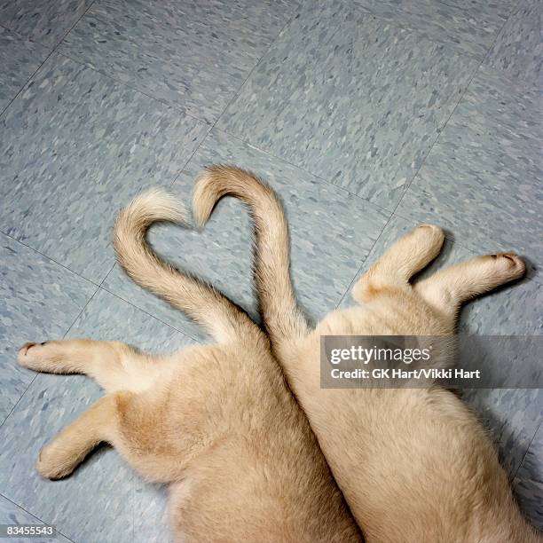 two puppy tails in heart shape - 尾 ストックフォトと画像