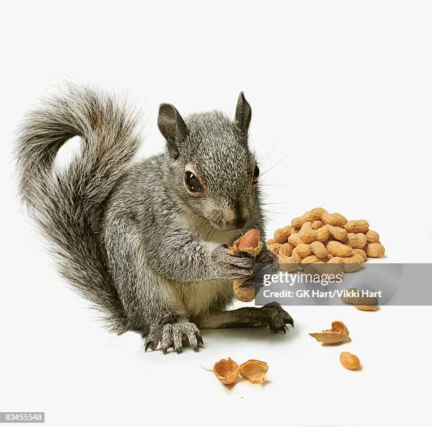 squirrel  holding peanut with pile of peanuts in b - squirrel imagens e fotografias de stock
