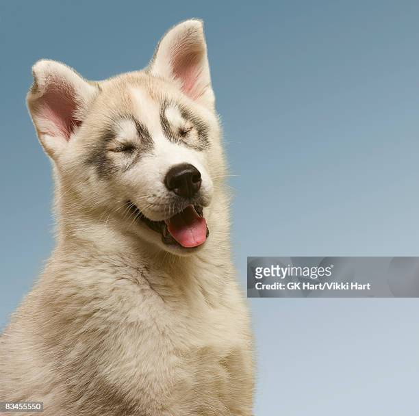 siberian husky puppy laughing - siberian husky stock-fotos und bilder