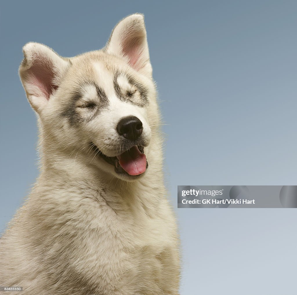 Siberian Husky Puppy laughing