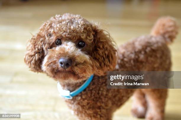 toy poodle - caniche photos et images de collection