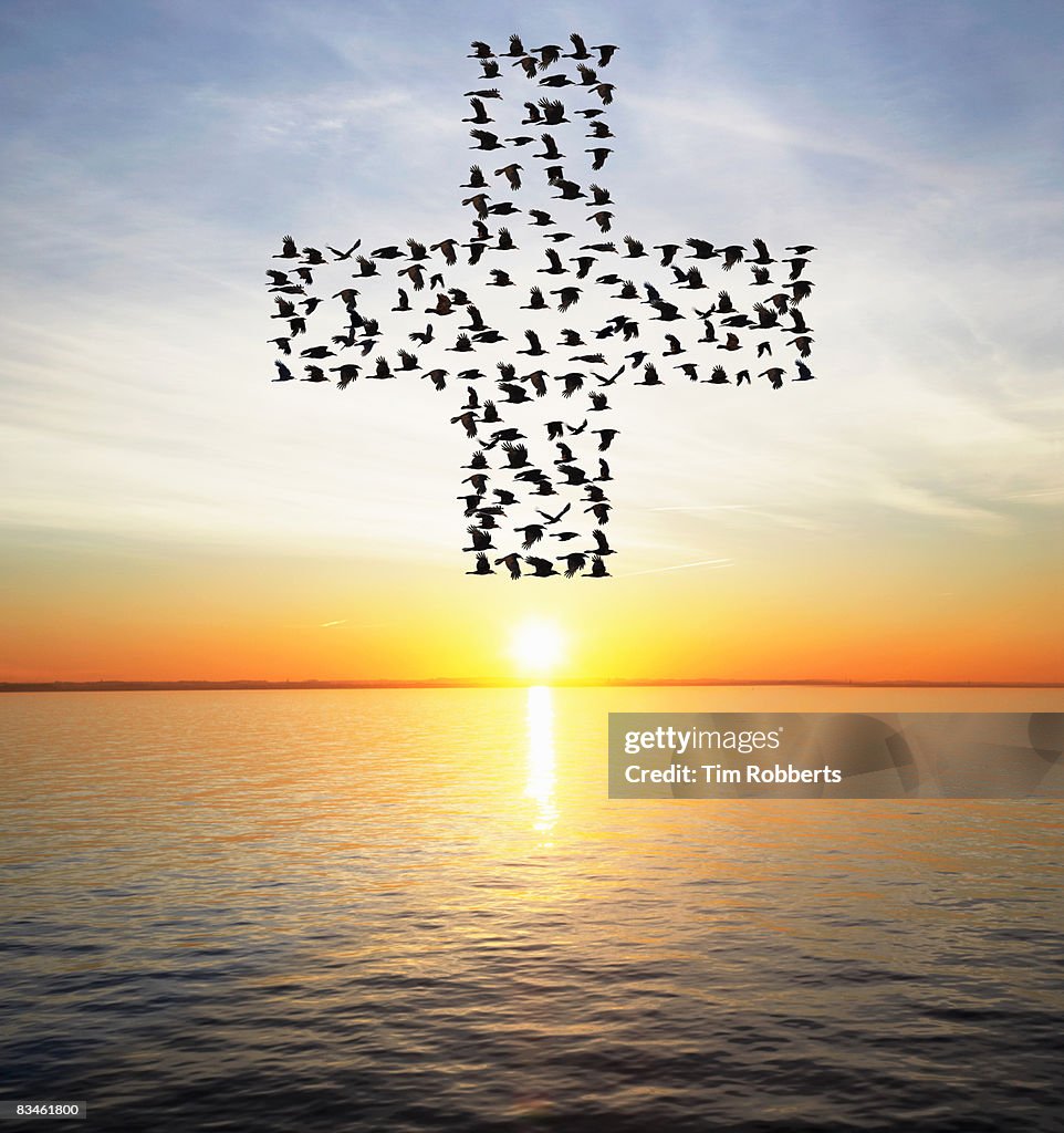 Flock of birds flying in plus symbol formation