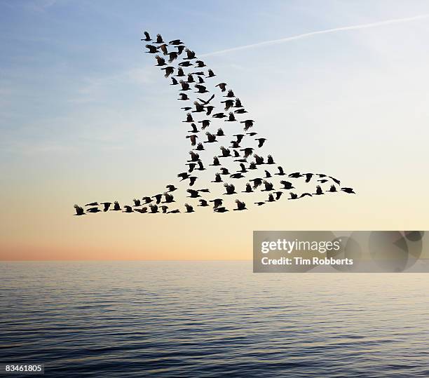 flock of birds in bird formation flying above sea - flock of birds stock pictures, royalty-free photos & images