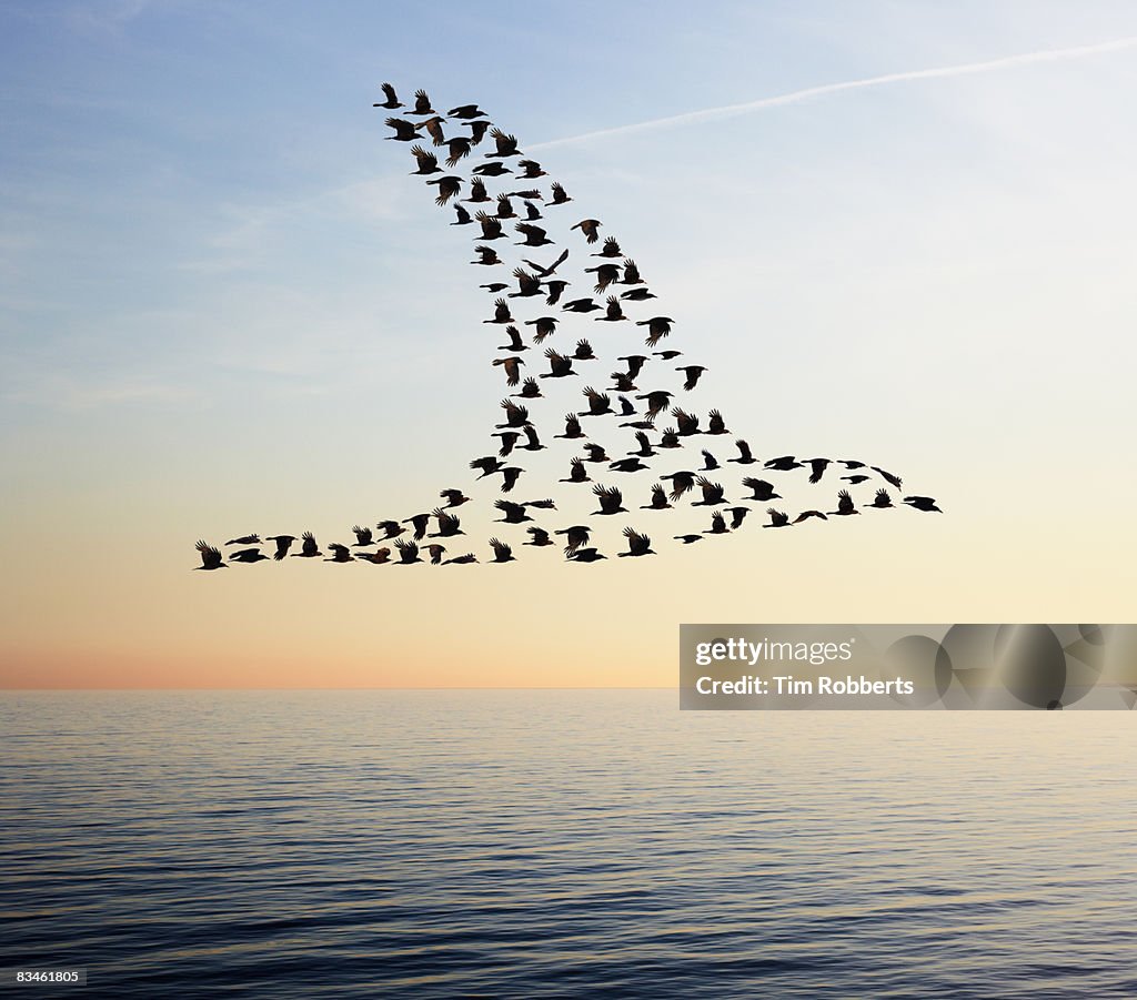 Flock of birds in bird formation flying above sea
