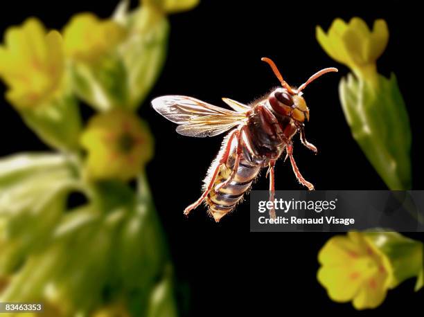 hornet in flight - visage close up stock pictures, royalty-free photos & images