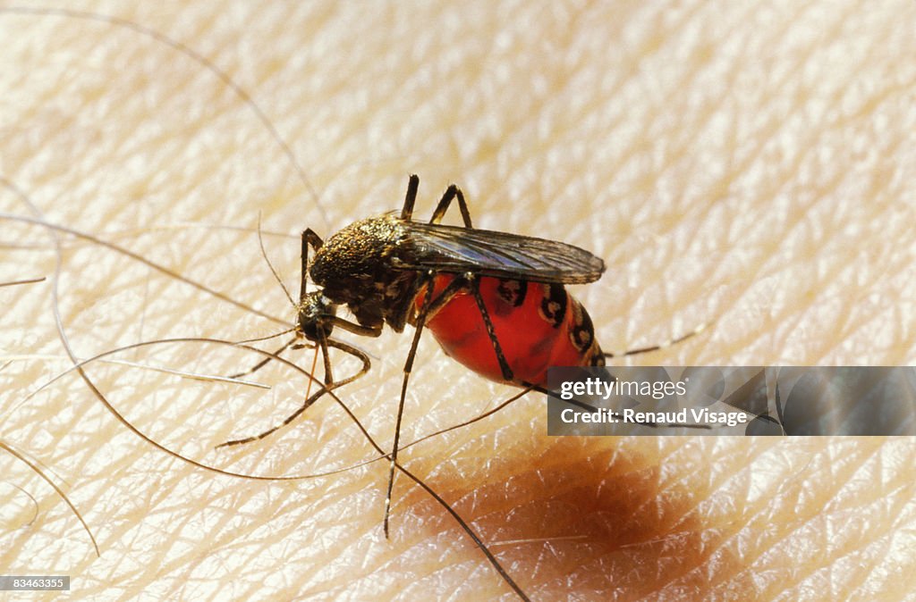 Mosquito on human skin 