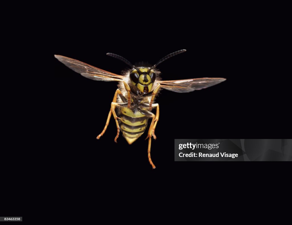 Common wasp in flight