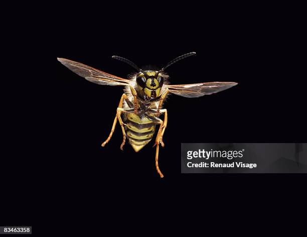 common wasp in flight - visage close up stock pictures, royalty-free photos & images