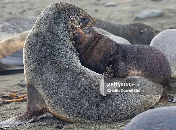 mother southern fur seal nuturing her young - antarctic fur seal stock pictures, royalty-free photos & images