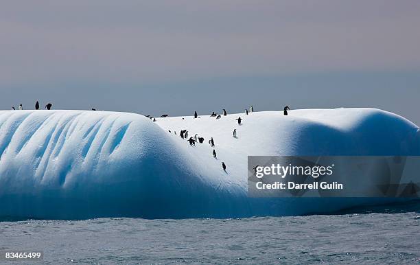 chinstrap penguins on iceberg off of coopers bay - antarctic ocean stock-fotos und bilder