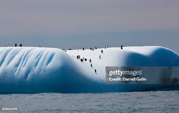 chinstrap penguins on iceberg off of coopers bay - antarctic ocean stock pictures, royalty-free photos & images