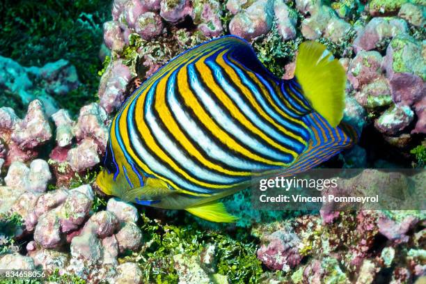 king angel fish  (pygoplites diacanthus) - king fish fotografías e imágenes de stock