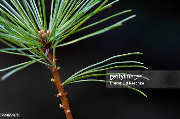 eastern white pine (pinus strobus) dissected to show 5 needles in a bundle - eastern white pine stock pictures, royalty-free photos & images