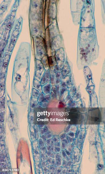 moss sexual reproduction--archegonium with fertilized egg or zygote (pink) 100x - prothallium stock pictures, royalty-free photos & images