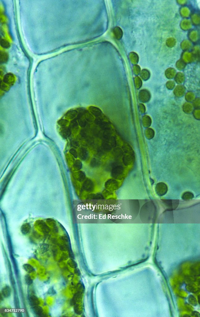 OSMOSIS--Plasmolysis--Plant cells (Elodea) exposed to Hypertonic Solution (5% NaCl) showing loss of Water, 100X