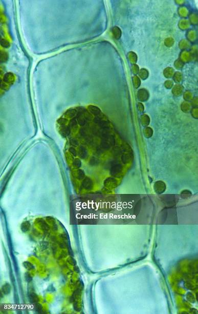 osmosis--plasmolysis--plant cells (elodea) exposed to hypertonic solution (5% nacl) showing loss of water, 100x - cellulose stockfoto's en -beelden