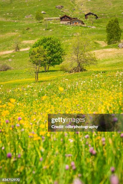 スイス アルプス夏の草原 - verbier ストックフォトと画像