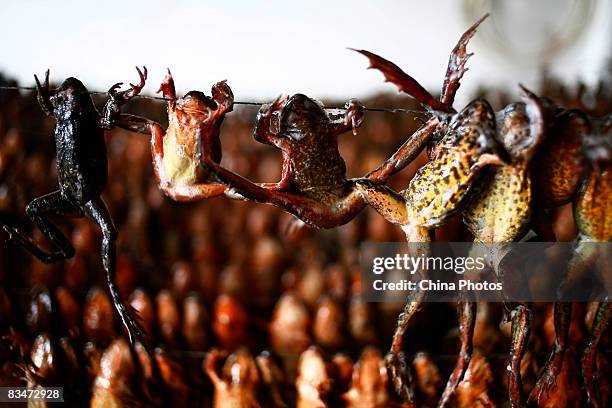 Dried Frogs Photos and Premium High Res Pictures - Getty Images