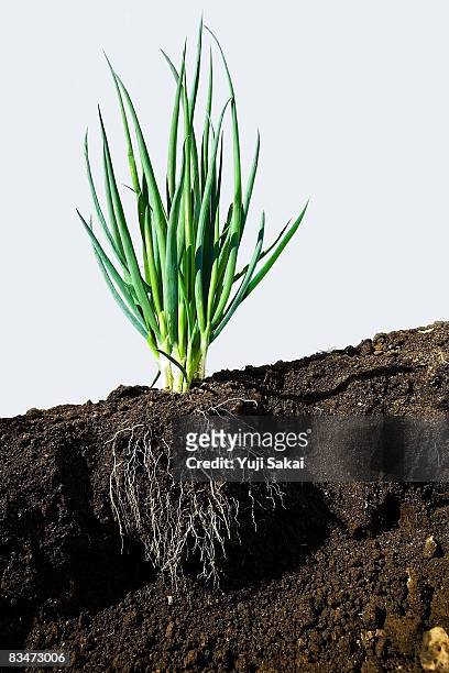 image of welsh onion - soil roots stock pictures, royalty-free photos & images