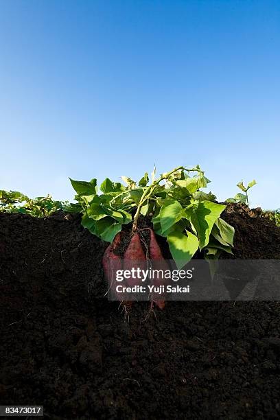 image of sweeet potatos - cross section of earth stock pictures, royalty-free photos & images