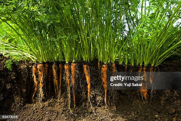 image of carrot - soil ストックフォトと画像