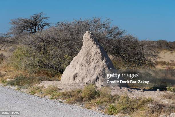 termite mound - isoptera stock pictures, royalty-free photos & images