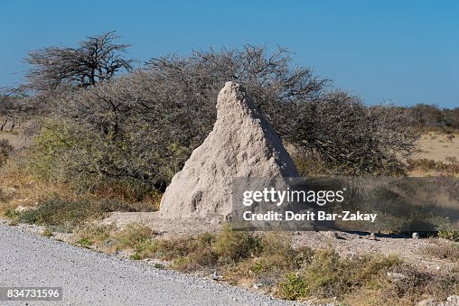 Termite mound Termite mound