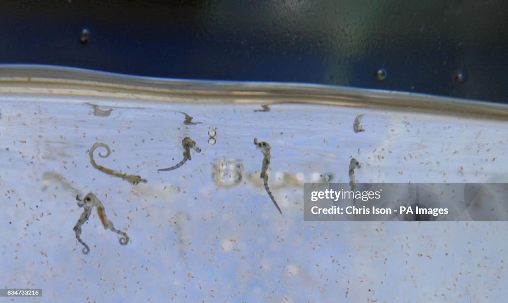 British seahorses are born in Portsmouth