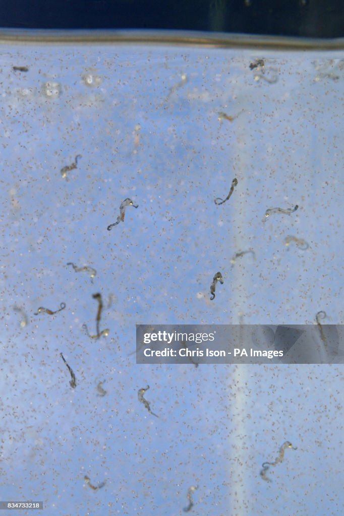 British seahorses are born in Portsmouth