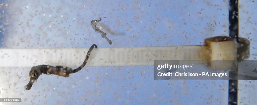 British seahorses are born in Portsmouth