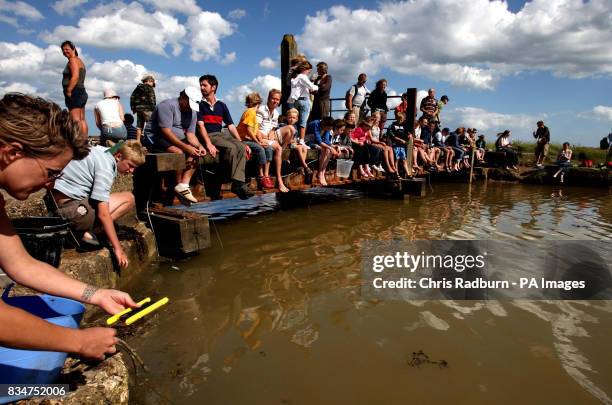 Competitor taking part in the annual British Crabbing Championships at Walberswick, Suffolk.