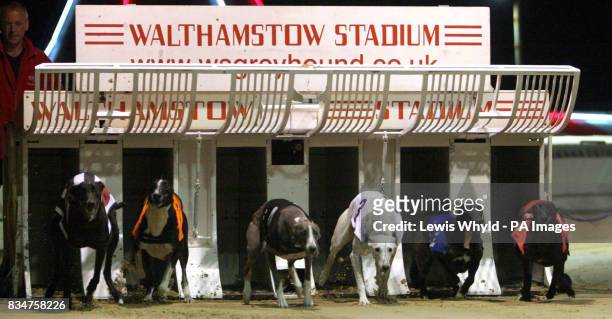 Dogs start a race at Walthamstow Greyhound Racing Stadium, London, on the penultimate day of racing.
