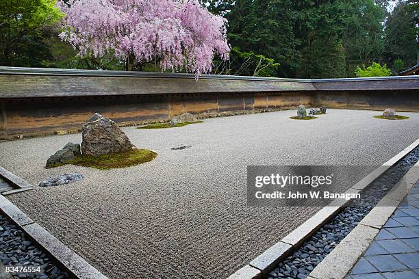 stone garden with cherry blossom tree - ryoan ji stock pictures, royalty-free photos & images