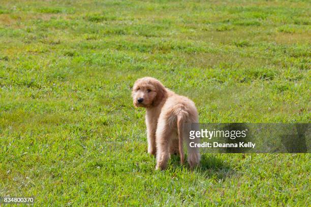 goldendoodle puppy on a field of grass looking over his shoulder - standard poodle stock-fotos und bilder