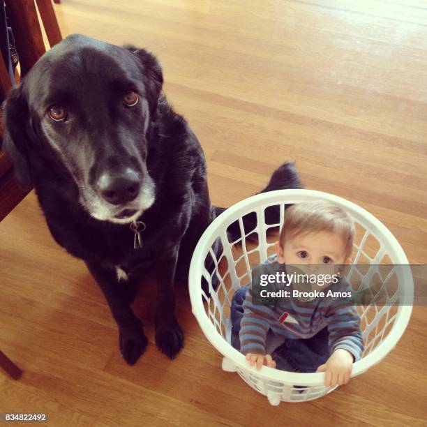 Portrait of dog next to infant boy playing in laundry basket