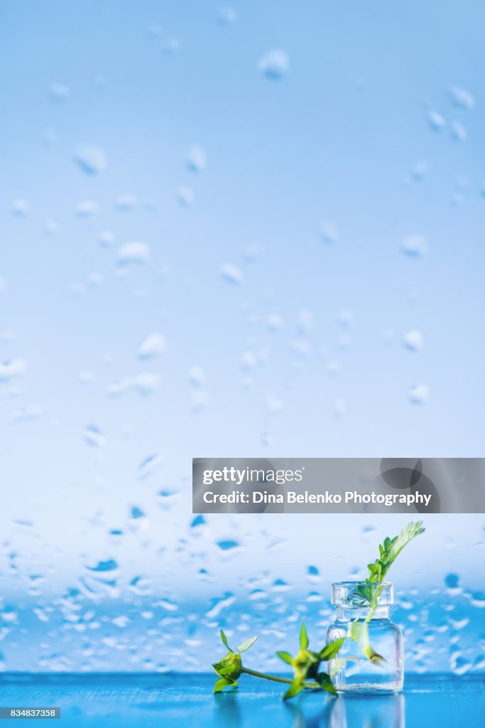 Leaves in tiny bottles with water drops on window glass