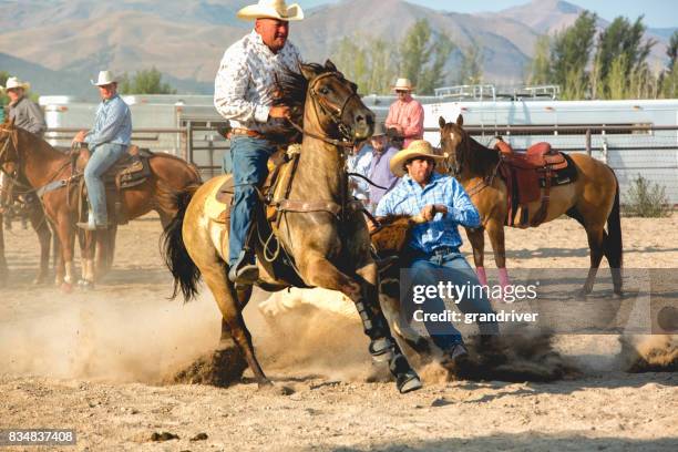 steer wrestling rodeo competition - female wrestling holds stock pictures, royalty-free photos & images