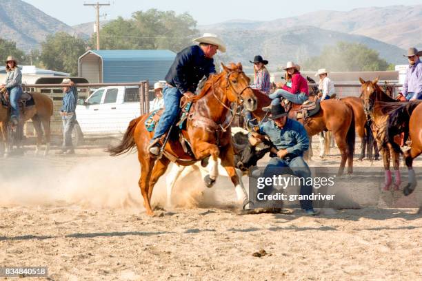 steer wrestling rodeo competition - female wrestling holds stock pictures, royalty-free photos & images