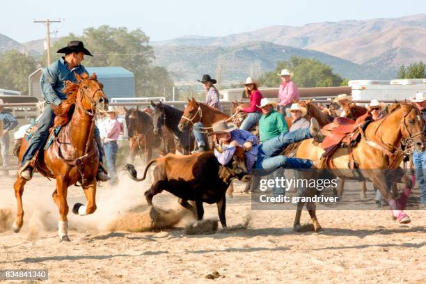 steer wrestling rodeo competition - female wrestling holds stock pictures, royalty-free photos & images