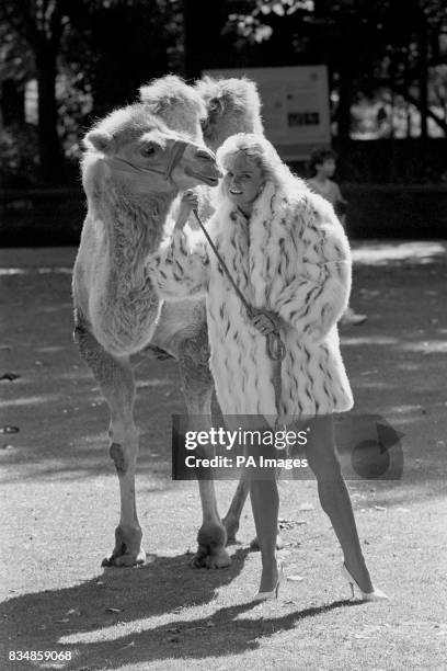 Model Janine James with London Zoo camel Jenny, wearing a fun-fur coat from the Tesco Autumn fashion range.