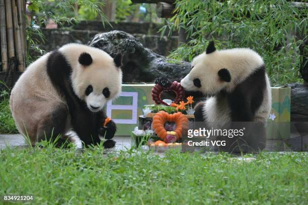 Twin giant pandas brother Bing Bing and younger sister Qing Qing enjoy a cake during their second birthday celebrations at the Dujiangyan base of the...
