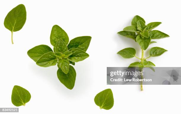 oregano on white - oregano stock-fotos und bilder