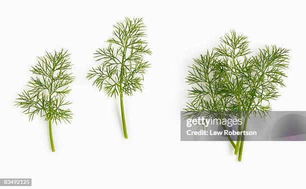 dill weed on white - dill stock-fotos und bilder